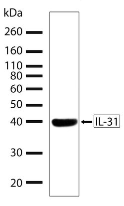 Invitrogen IL-31 Recombinant Rabbit Monoclonal Antibody (15H15L3) 100 &mu;g;