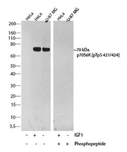 Invitrogen Phospho-p70 S6 Kinase (Thr421, Ser424) Recombinant Rabbit Monoclonal