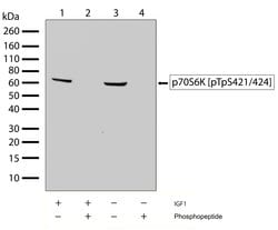 Invitrogen Phospho-p70 S6 Kinase (Thr421, Ser424) Recombinant Rabbit Monoclonal