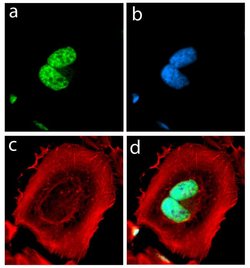 Invitrogen alpha Synuclein Recombinant Rabbit Monoclonal Antibody (14H2L1) 100 &mu;g | Buy Online | Invitrogen&trade; | Fisher Scientific