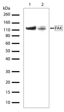 Invitrogen FAK Recombinant Rabbit Monoclonal Antibody (5H18L19) 100 &mu;g;