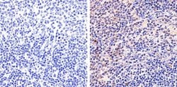 Invitrogen STAT5 beta Recombinant Rabbit Monoclonal Antibody (13H20L4)
