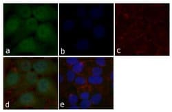 Invitrogen STAT5 beta Recombinant Rabbit Monoclonal Antibody (13H20L4)