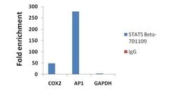 Invitrogen STAT5 beta Recombinant Rabbit Monoclonal Antibody (13H20L4)