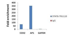 Invitrogen STAT6 Recombinant Rabbit Monoclonal Antibody (21HCLC) 100 &mu;g;