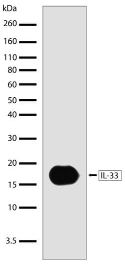 Invitrogen IL-33 Recombinant Rabbit Monoclonal Antibody (1H1L9) 100 &mu;g;