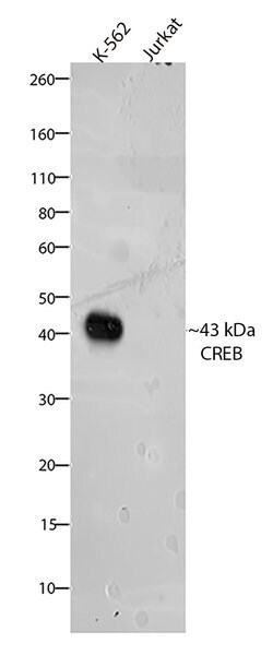Invitrogen CREB Recombinant Rabbit Monoclonal Antibody (3H8L15) 100 &mu;g;