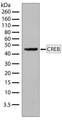Invitrogen CREB Recombinant Rabbit Monoclonal Antibody (3H8L15) 100 &mu;g;