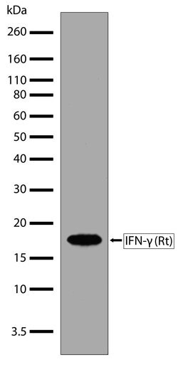 Invitrogen IFN gamma Recombinant Rabbit Monoclonal Antibody (18H3L15) 100