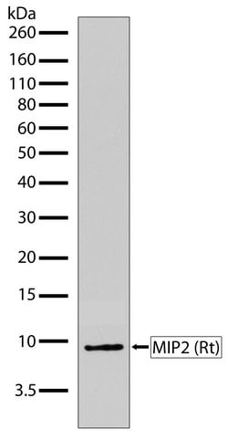 Invitrogen CXCL2 Recombinant Rabbit Monoclonal Antibody (16H3L10) 100 &mu;g;