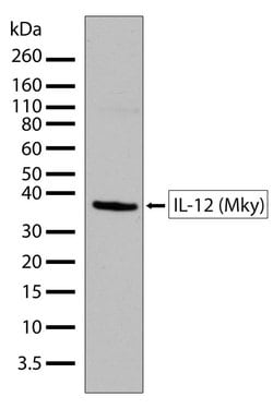 Invitrogen&trade;&nbsp;IL-12 p35 Recombinant Rabbit Monoclonal Antibody (2H6L2)
