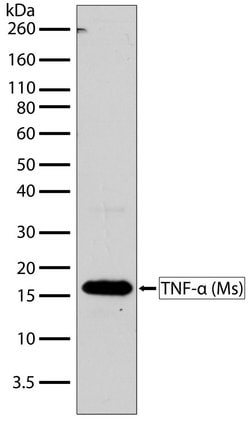 Invitrogen TNF alpha Recombinant Rabbit Monoclonal Antibody (17H1L4) 100