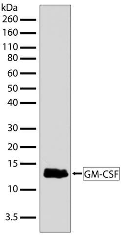 Invitrogen GM-CSF Recombinant Rabbit Monoclonal Antibody (7H3L2) 100 &mu;g;
