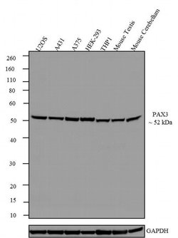 Invitrogen PAX3 Recombinant Rabbit Monoclonal Antibody (16H22L10) 100 &mu;g;