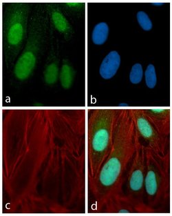 Invitrogen PAX3 Recombinant Rabbit Monoclonal Antibody (16H22L10) 100 &mu;g;