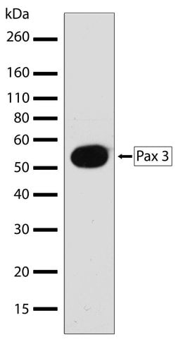 Invitrogen PAX3 Recombinant Rabbit Monoclonal Antibody (16H22L10) 100 &mu;g;