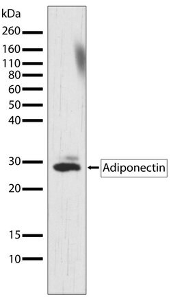 Invitrogen Adiponectin Recombinant Rabbit Monoclonal Antibody (11H4L4)