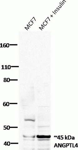 Invitrogen ANGPTL4 Recombinant Rabbit Monoclonal Antibody (1H12L19) 100