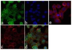 Invitrogen ANGPTL4 Recombinant Rabbit Monoclonal Antibody (1H12L19) 100