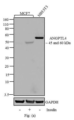 Invitrogen ANGPTL4 Recombinant Rabbit Monoclonal Antibody (1H12L19) 100
