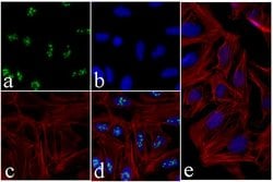 Invitrogen Nucleostemin Recombinant Rabbit Monoclonal Antibody (3H20L2)