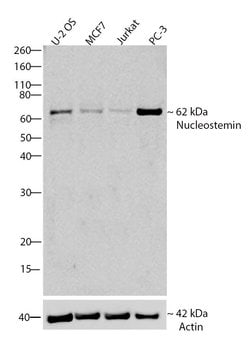 Invitrogen Nucleostemin Recombinant Rabbit Monoclonal Antibody (3H20L2)
