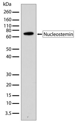 Invitrogen Nucleostemin Recombinant Rabbit Monoclonal Antibody (3H20L2)
