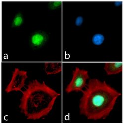 Invitrogen Rex1 Recombinant Rabbit Monoclonal Antibody (14H16L9) 100 &mu;g;