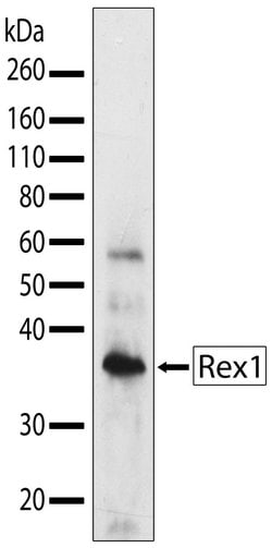 Invitrogen Rex1 Recombinant Rabbit Monoclonal Antibody (14H16L9) 100 &mu;g;