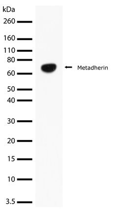 Invitrogen Metadherin Recombinant Rabbit Monoclonal Antibody (21H9L18) 100 &mu;g | Buy Online | Invitrogen&trade; | Fisher Scientific