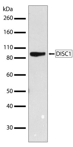 Invitrogen DISC1 Recombinant Rabbit Monoclonal Antibody (4H21L1) 100 &mu;g;