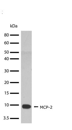 MCP-2 Recombinant Rabbit Monoclonal Antibody (3H18L3), Invitrogen 100 &mu;g;