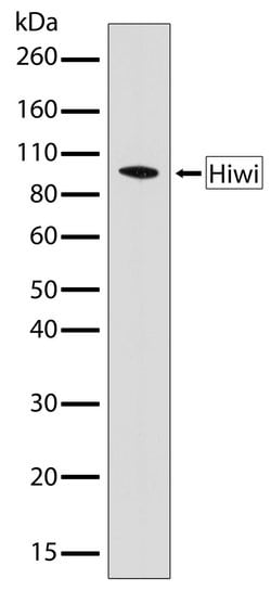 Invitrogen PIWIL1 Recombinant Rabbit Monoclonal Antibody (10H15L2) 100