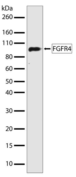 Invitrogen FGFR4 Recombinant Rabbit Monoclonal Antibody (14H10L9) 100 &mu;g;