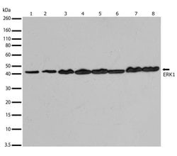 Invitrogen ERK1 Recombinant Rabbit Monoclonal Antibody (3H4L13) 100 μg;