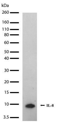 Invitrogen IL-8 (CXCL8) Recombinant Rabbit Monoclonal Antibody (1H5L4)