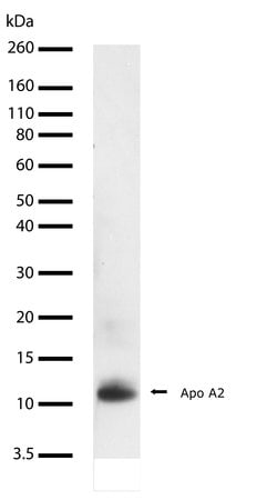 Invitrogen ApoA2 Recombinant Rabbit Monoclonal Antibody (43H22L4) 100 &mu;g;