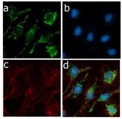 Invitrogen ApoC3 Recombinant Rabbit Monoclonal Antibody (6H21L11) 100 &mu;g;