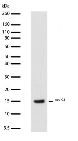 Invitrogen ApoC3 Recombinant Rabbit Monoclonal Antibody (6H21L11) 100 &mu;g;