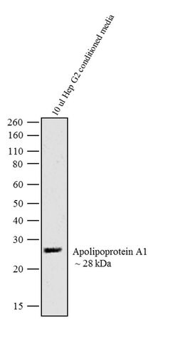 Invitrogen ApoA1 Recombinant Rabbit Monoclonal Antibody (19H20L19) 100
