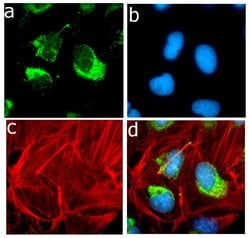 Invitrogen ApoA1 Recombinant Rabbit Monoclonal Antibody (19H20L19) 100