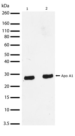 Invitrogen ApoA1 Recombinant Rabbit Monoclonal Antibody (19H20L19) 100