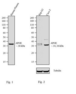 Invitrogen APOE Recombinant Rabbit Monoclonal Antibody (16H22L18) 100 &mu;g;