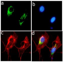 Invitrogen APOE Recombinant Rabbit Monoclonal Antibody (16H22L18) 100 &mu;g;