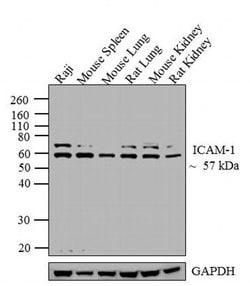 Invitrogen ICAM-1 Recombinant Rabbit Monoclonal Antibody (9H21L19) 100