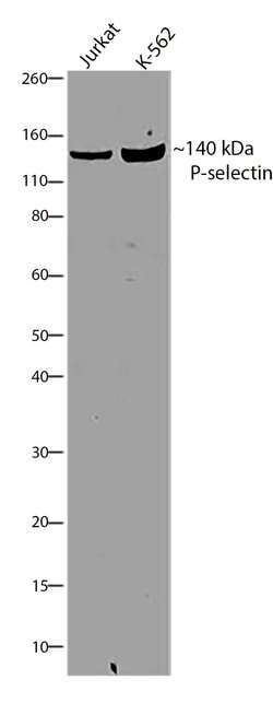 Invitrogen P-Selectin Recombinant Rabbit Monoclonal Antibody (3H20L10)