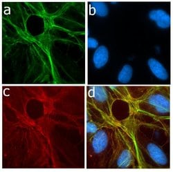 Invitrogen™ P-Selectin Recombinant Rabbit Monoclonal Antibody (3H20L10)