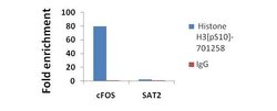 Invitrogen Phospho-Histone H3 (Ser10) Recombinant Rabbit Monoclonal Antibody