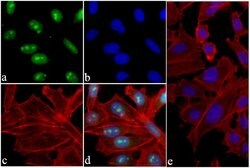 Invitrogen Phospho-Histone H3 (Ser10) Recombinant Rabbit Monoclonal Antibody