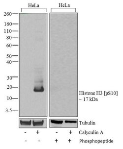 Invitrogen Phospho-Histone H3 (Ser10) Recombinant Rabbit Monoclonal Antibody